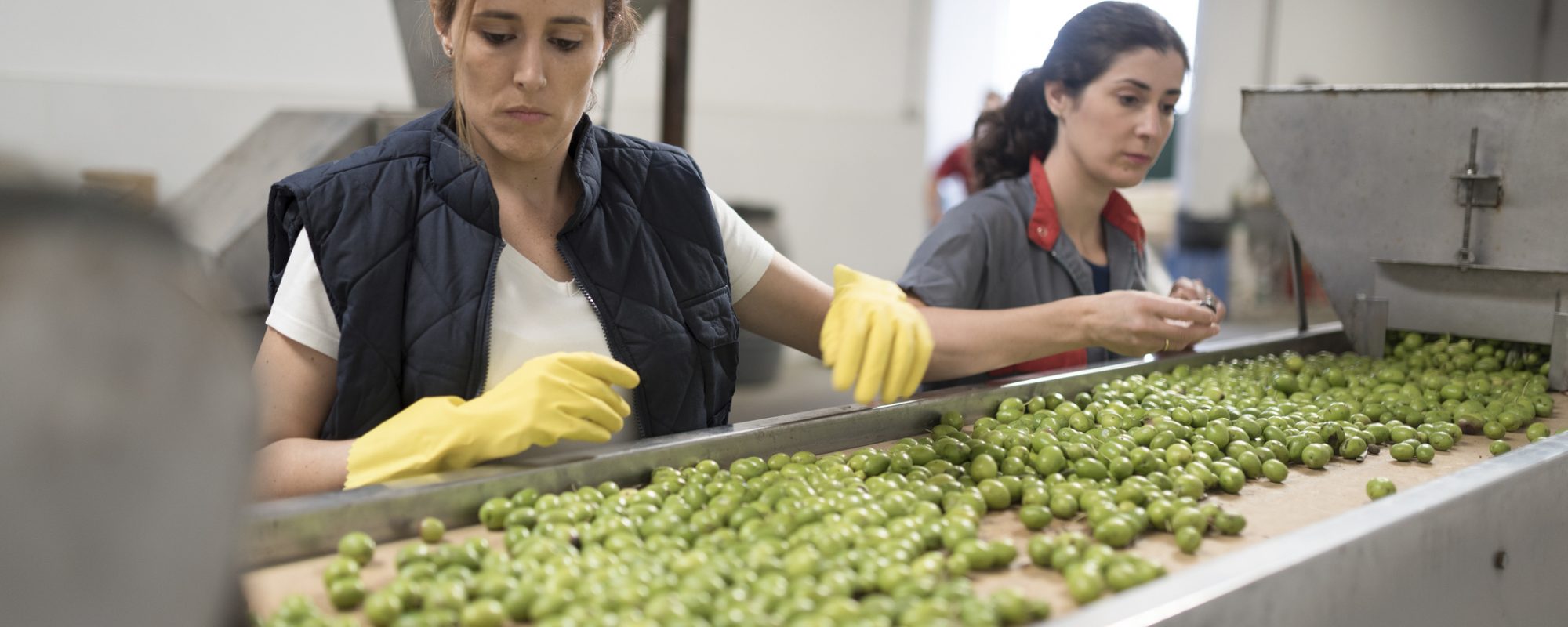 Women working in olives warehouse factory selecting best and bigger fruits for sale